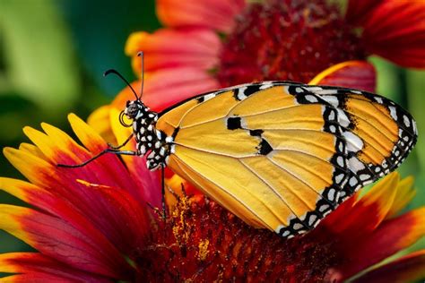 K K Closeup Butterflies Monarch Butterfly Hd Wallpaper Rare