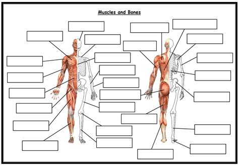 Gcse Pe Aqa Combined Bones And Muscles Worksheet With