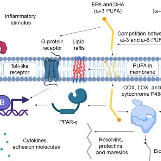 Overview Of The Mechanisms Of Scfa Mediated Immune Modulation Scfas