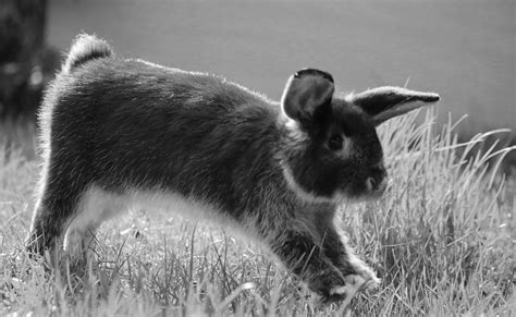 20+ Free Rabbit Jump & Rabbit Images