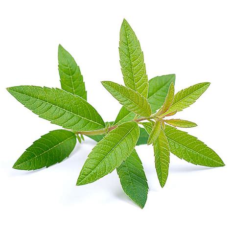 Lemon Verbena En Soria Natural