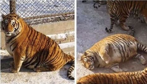 Thicc Pussy R Thiccboyes