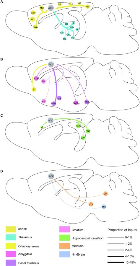 Summarized Whole Brain Monosynaptic Inputs To The Acc Crh Neurons