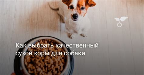 Как выбрать качественный сухой корм для собаки — Ботаничка