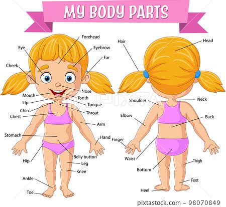 Vocabulary Of Girl Body Parts Stock Illustration 98070849 PIXTA