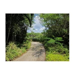 Tropical Trail Photograph By Mtbobbins Photography Fine Art America