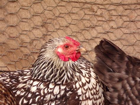 White Laced Wyandotte Neighbors Hen Maxine Backyard Chickens