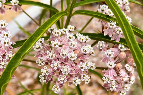 How to Create a Butterfly Garden with Native Plants - Ventura Blvd