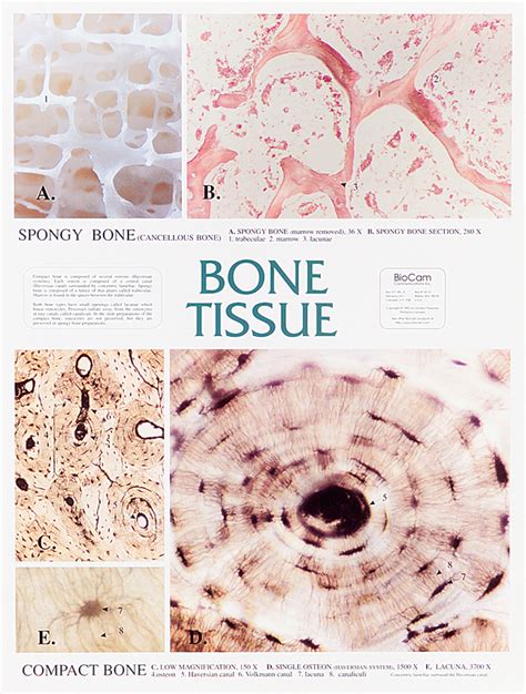 Bone Tissue Chart | Flinn Scientific