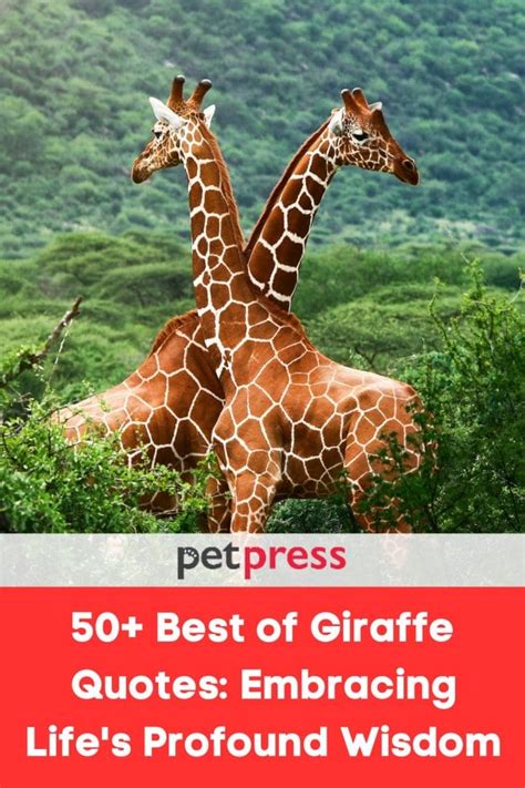 50+ Giraffe Quotes: Embracing Life's Profound Wisdom - PetPress