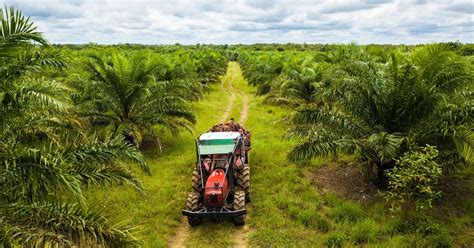 Productores De Aceite De Palma En Colombia Estiman Incremento De