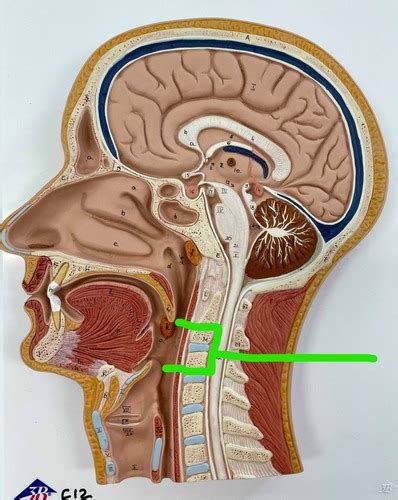 Oropharynx Flashcards Quizlet