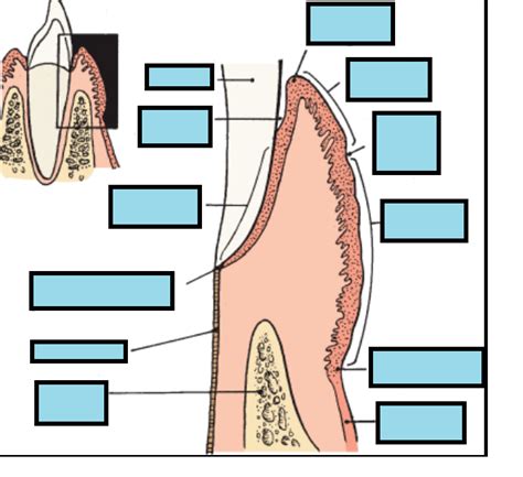 Parts Of Gingiva Diagram Quizlet