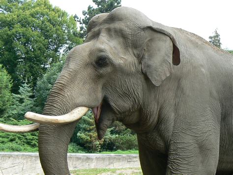 Asian Elephant wallpaper | 1600x1200 | #11428