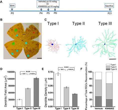 The Adenosine A2A Receptor Antagonist KW6002 Distinctly Regulates