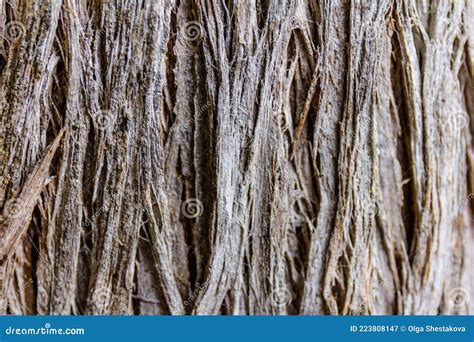 Textures of the Trunk Bark of a Cypress Cupressus Lusitanica Stock Image - Image of people ...