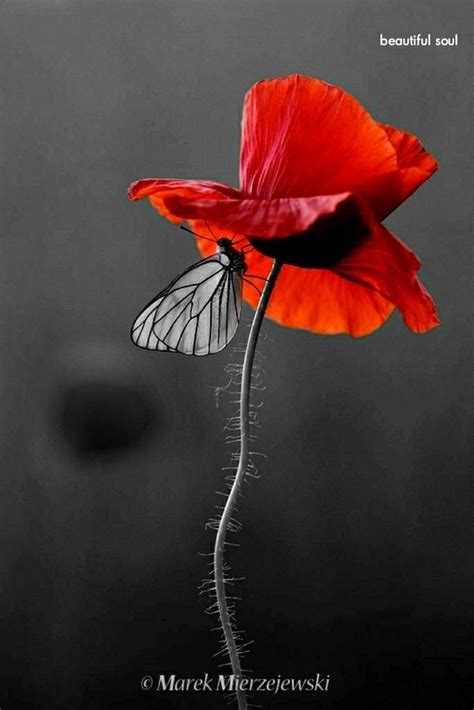 Red Poppy Painting with White Butterfly