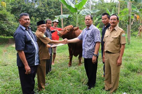 Jokowi Sumbang Hewan Qurban Di Aceh Biro Administrasi Pimpinan Setda Aceh