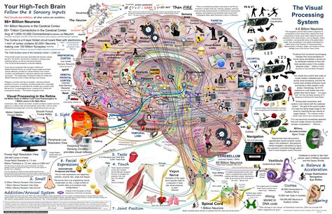 Functions Of The Brain Map