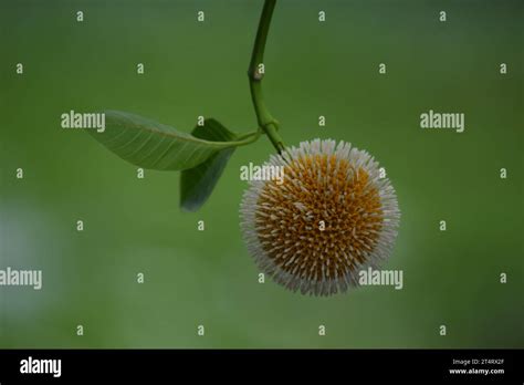 Neolamarckia Cadamba Flower Or Kodom Ful Of Bangladesh Stock Photo Alamy