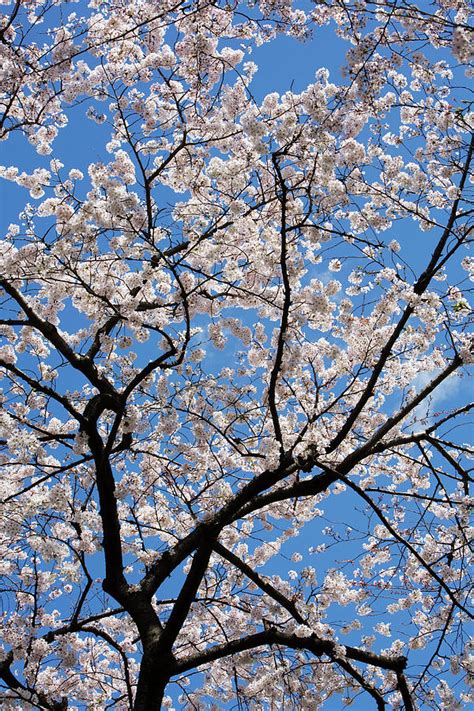 Cherry Blossom Tree ,blue Sky by John W Banagan