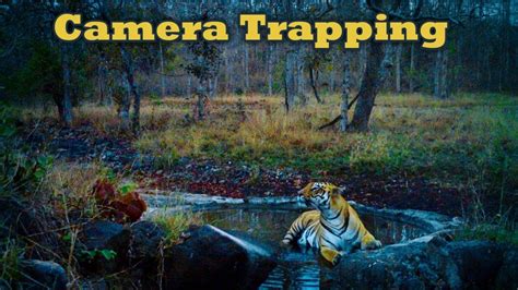 Camera Trapping For Research And Conservation Youtube