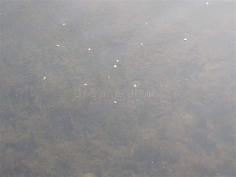 Small Fish Near the Surface of the Lake through Clear Water Stock Photo ...