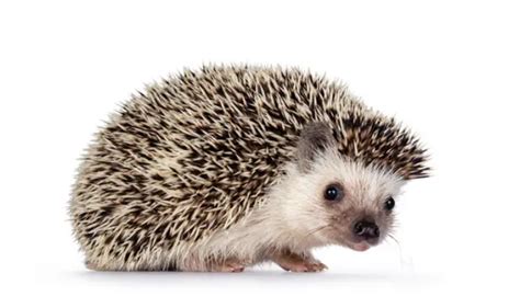 Ultimate Guide to Hedgehog Eye Colors [Explained] – PetsBuilder