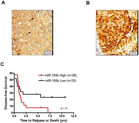 A A Representative Image Of Mir 193b In Situ Hybridization Of A