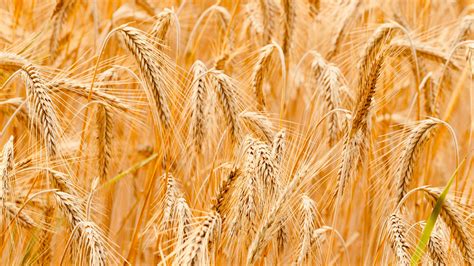 perennial wheat  reverse  damage  industrial agriculture