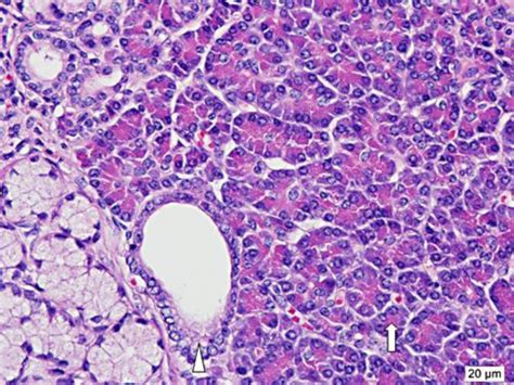 H E Staining And Amplification Showed That The Pancreatic Acini