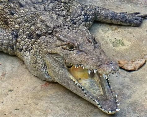 Philippine Crocodile - Facts, Diet, Habitat & Pictures on Animalia.bio