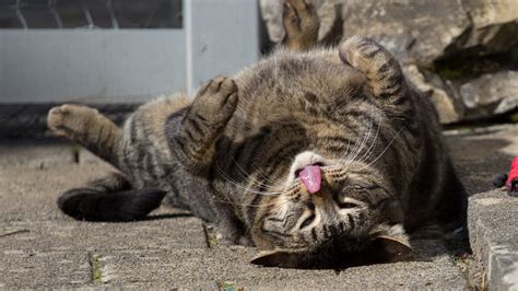 Fondos De Pantalla Gato Tigre Fauna Silvestre Pelaje Bigotes