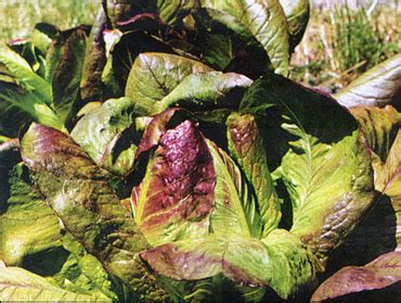 Опыт выращивания салата ромен | Agromage.com