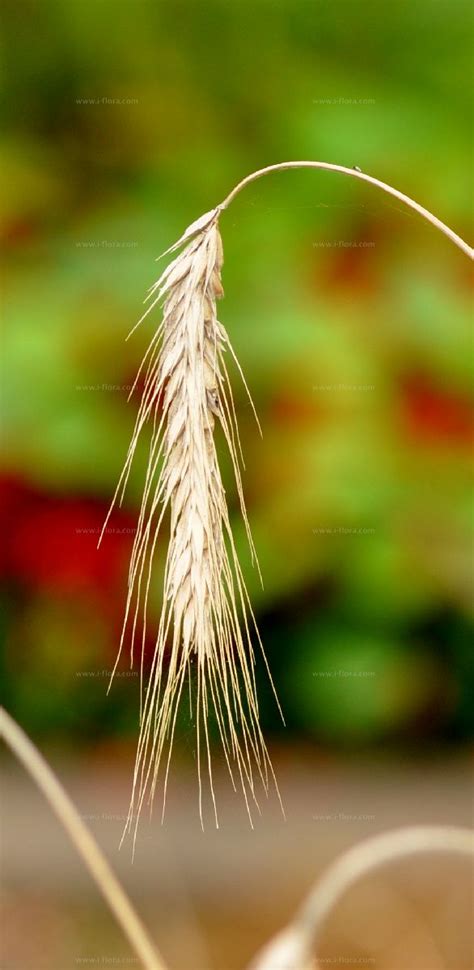 Arten - Saat-Weizen (Triticum aestivum L.)