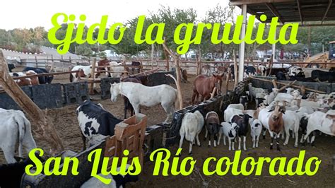 San Luis Río colorado ejido la grullita YouTube