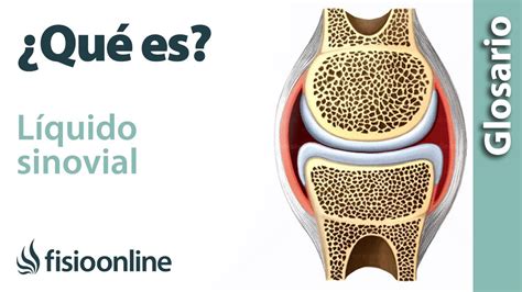 Functionality Of Synovial Fluid: A Guide To Its Vital Functions