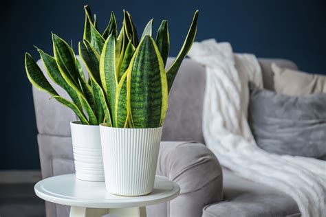 Snake Plant (Dracaena trifasciata) - Plantsmith