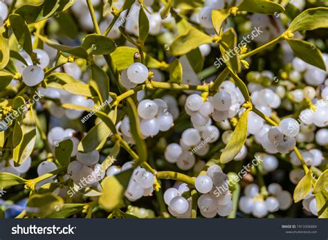 44,513 Mistletoe Berries Images, Stock Photos & Vectors | Shutterstock