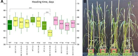 Frontiers Crisprcas9 Induced Modification Of The Conservative