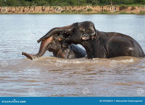 Elephant swimming stock photo. Image of animal, enjoying - 59328622