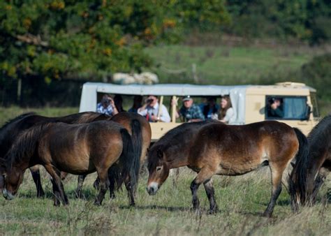 Which Are The Best UK Safari Parks To Explore 2024