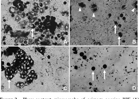 Figure From Presence Of Xenogenic Mouse Rna In Rpe And Ipe Cells