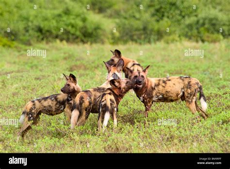 African Wild dog pack Stock Photo - Alamy