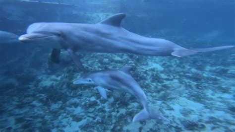 Dolphin Reproduction Dolphin Quest Youtube