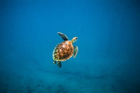 Oahu Waikiki Turtle Snorkeling Adventure GetYourGuide