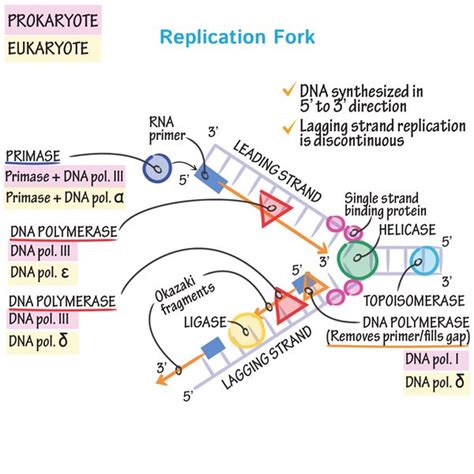 Dna Replication Simple Diagram