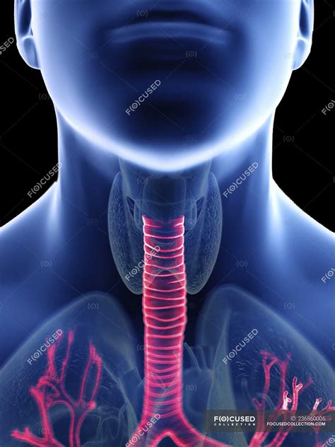 Close Up Illustration Of Trachea In Male Body Silhouette Close Up — Medicine Detailed Stock