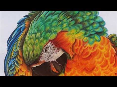 Como Dibujar Una Guacamaya Con Lapices De Color Jasmin Youtube