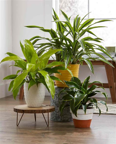 23 Easy Houseplants to Grow | Better Homes & Gardens 